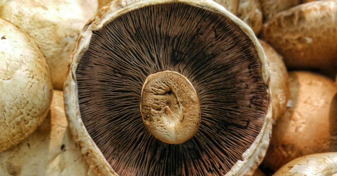 3 Beneficios del Hongo Shiitake